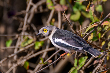 White-crested helmetshrike (Prionops plumatus) on a branch, Kruger National Park, South Africa