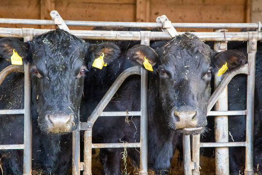 Kuhhaltung in einem Landwirtschaftsbetrieb 