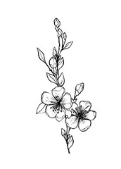 Blooming branch of sakura, apple tree, peach. Realistic drawing of beautiful flowers with buds and leaves for logo, wedding design. Outline sketch. Vector illustration.