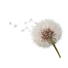 Dandelion seed dispersal in motion delicate white seed head flying away