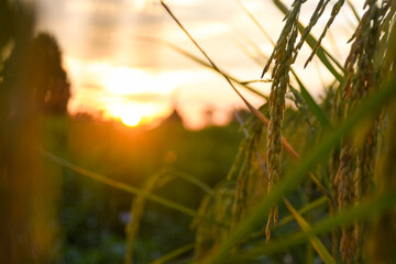 Golden rice stalks against a blurred, vibrant sunset over a field.