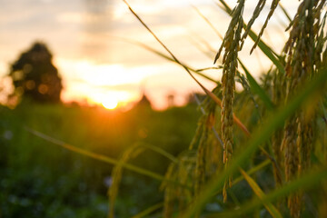 Golden rice stalks against a blurred, vibrant sunset over a field.