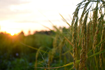 Golden rice stalks against a blurred, vibrant sunset over a field.