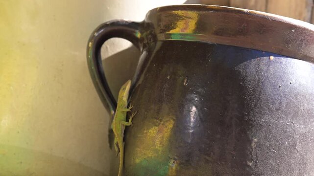 Green anole lizard resting in the sun on a clay jug