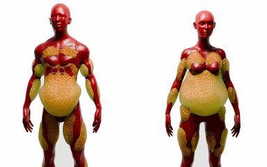 Abdominal Fat Layers Showing Subcutaneous and Visceral Fat for Weight Loss and Fitness Education Concept 3D Rendering