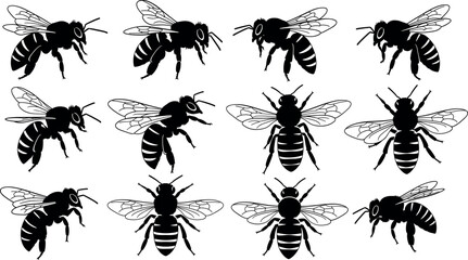Bee silhouette illustrations, twelve variations in posture and wing position, black and white vector set, insect design, entomology concept art