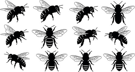 Bee anatomy illustrations, twelve vector poses with wing and body variations, black and white insect graphics, entomology study, nature design