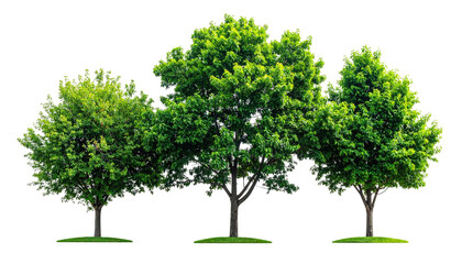 Fototapeta premium Three verdant trees stand clustered together on a transparent background, bathed in bright light