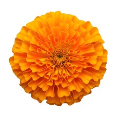 Vibrant orange marigold flower on white background, perfect design
