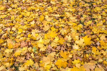 Fallen autumn leaves on green grass