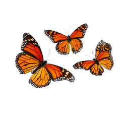 Obraz premium Majestic monarch butterflies fluttering gracefully isolated on a plain surface vibrant orange wings