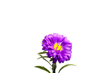 chrysanthemum flower on a long stem on a white background is insulated