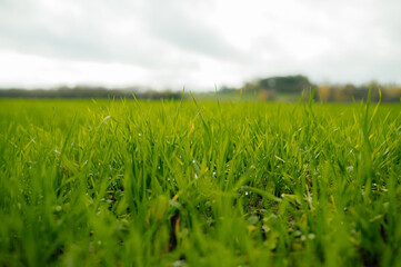 Green wheat sprouts on field against sky and clouds. Slow motion. Concept of life, growing sprouts. Wheat cultivation, agribusiness. Green grass on field.