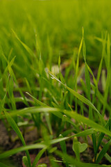 Green wheat sprouts on field against sky and clouds. Slow motion. Concept of life, growing sprouts. Wheat cultivation, agribusiness. Green grass on field.