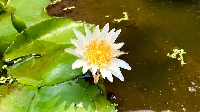 Beautiful white waterlily or bunga teratai or lotus flower in pond. Flower lotus cultivars are used exclusively for ornamental purpose, produce a large number of flowers and the lowest plant height