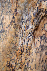 texture of the tree bark