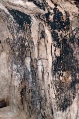 tree bark texture