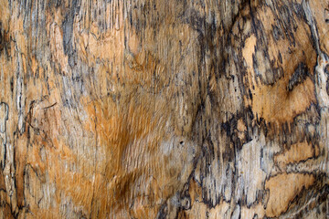 texture of the bark