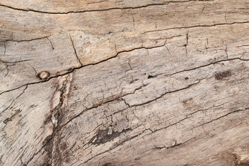 close up of a tree bark