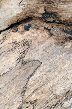 old wood background