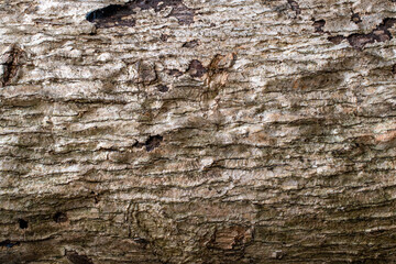 bark of a tree