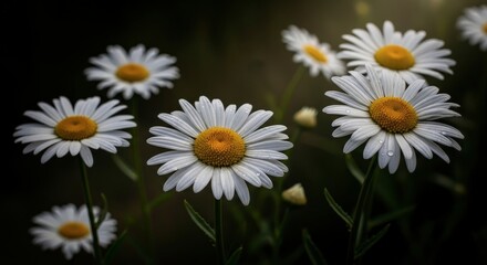 Fototapeta premium Beautiful white daisies blooming in soft sunlight