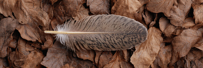 Single delicate brown feather lies on bed of dry autumn leaf texture. This closeup background of nature shows serene pattern and evokes feeling of calm