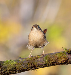 Eurasian wren, Troglodytes troglodytes. A bird sits on a beautiful branch