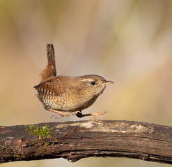 Eurasian wren, Troglodytes troglodytes. A bird lands on a beautiful branch