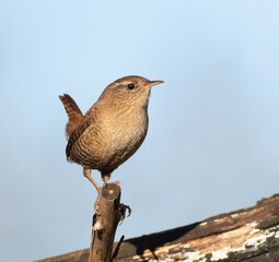 Eurasian wren, Troglodytes troglodytes. Bird sitting on a branch against the sky