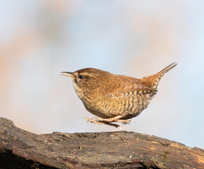 Fototapeta premium Eurasian wren, Troglodytes troglodytes. The bird jumps from place to place and calls, sings
