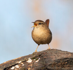 Eurasian wren, Troglodytes troglodytes. A bird sits on a branch and sings