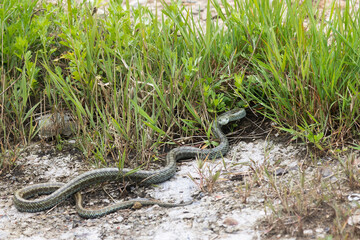 A close-up of a Japanese rat snake. Kunashir, Southern Kuril Islands.