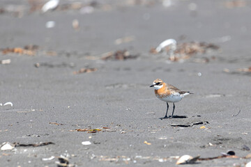 A Siberian sand plover (Anarhynchus mongolus) stands on a sandy shore