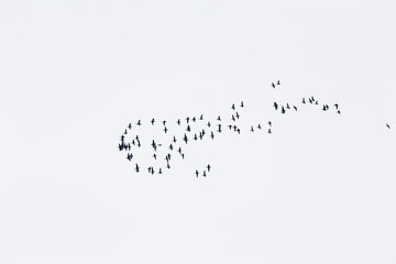 A flock of birds against a cloudy sky