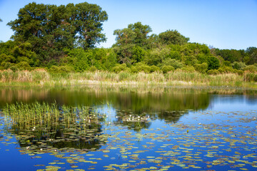 Landscapes with reflection in the river