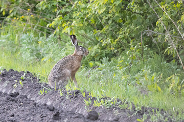 Big hare is sitting among the withered grass
