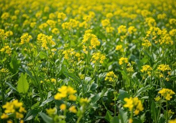 Fototapeta premium Vibrant yellow mustard flowers blooming in a vast green field under bright sunlight