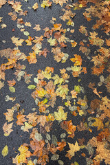 Colorful Collection of Fallen Autumn Leaves in Various Shades of Orange, Yellow, and Brown on a Dark Wet Pavement After Rain