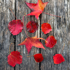 Beautiful Arrangement of Vibrant Red and Orange Maple Leaves on a Rustic Wooden Surface, Highlighting the Beauty of Autumn