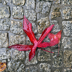 Vibrant Red Maple Leaf with Raindrops Resting on a Wet Cobblestone Path, Highlighting the Beauty of Autumn in a Urban Setting