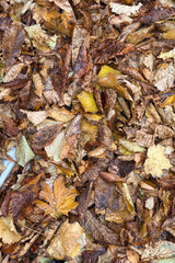 Colorful Collection of Dried Autumn Leaves in Various Shades of Brown, Yellow, and Gold, Creating a Natural Tapestry on the Forest Floor