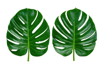 Two vibrant green Monstera leaves isolated against a stark black background, showcasing intricate vein patterns
