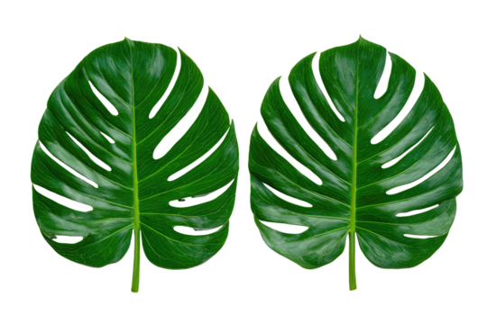 Two vibrant green Monstera leaves isolated against a stark black background, showcasing intricate vein patterns