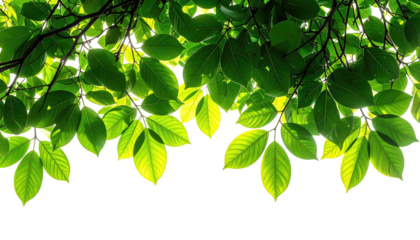 Sunlight filters through vibrant green leaves against a stark black backdrop. Serene, refreshing, natural scene