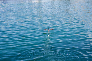 A lone seabird skims blue water, ripples spread from center, coastal Santa Cruz setting. Soft daylight and overhead framing highlight texture and minimal composition.