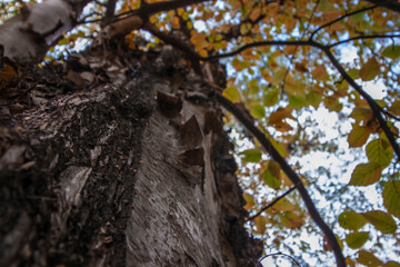 a tree trunk with yellowed leaves against a blue sky. tree bark in close-up. autumn forest.