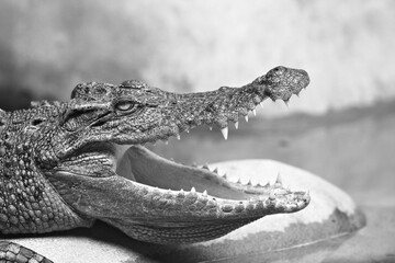 Crocodile is cooling down with mouth open in zoo (monochrome)