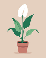 Peace Lily Houseplant  in a Terracotta Pot - Botanical Vector Illustration