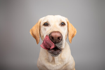 Portrait of a yellow labrador retriever dog sitting in front of a grey background licking its lips
